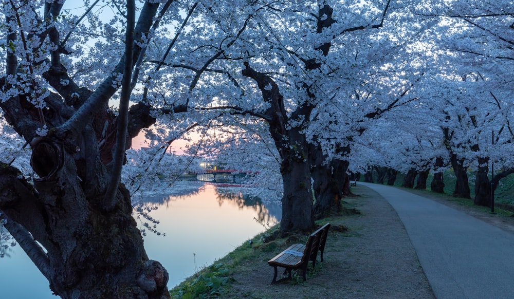 a park bench sitting next to a tree filled river