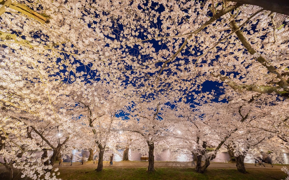 a group of trees with white flowers on them