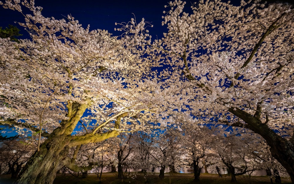 a group of trees that are next to each other