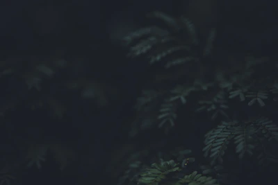 Moody image of a sous-bois scene with delicate, authentic plant arrangements.