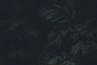 Moody image of a sous-bois scene with delicate, authentic plant arrangements.