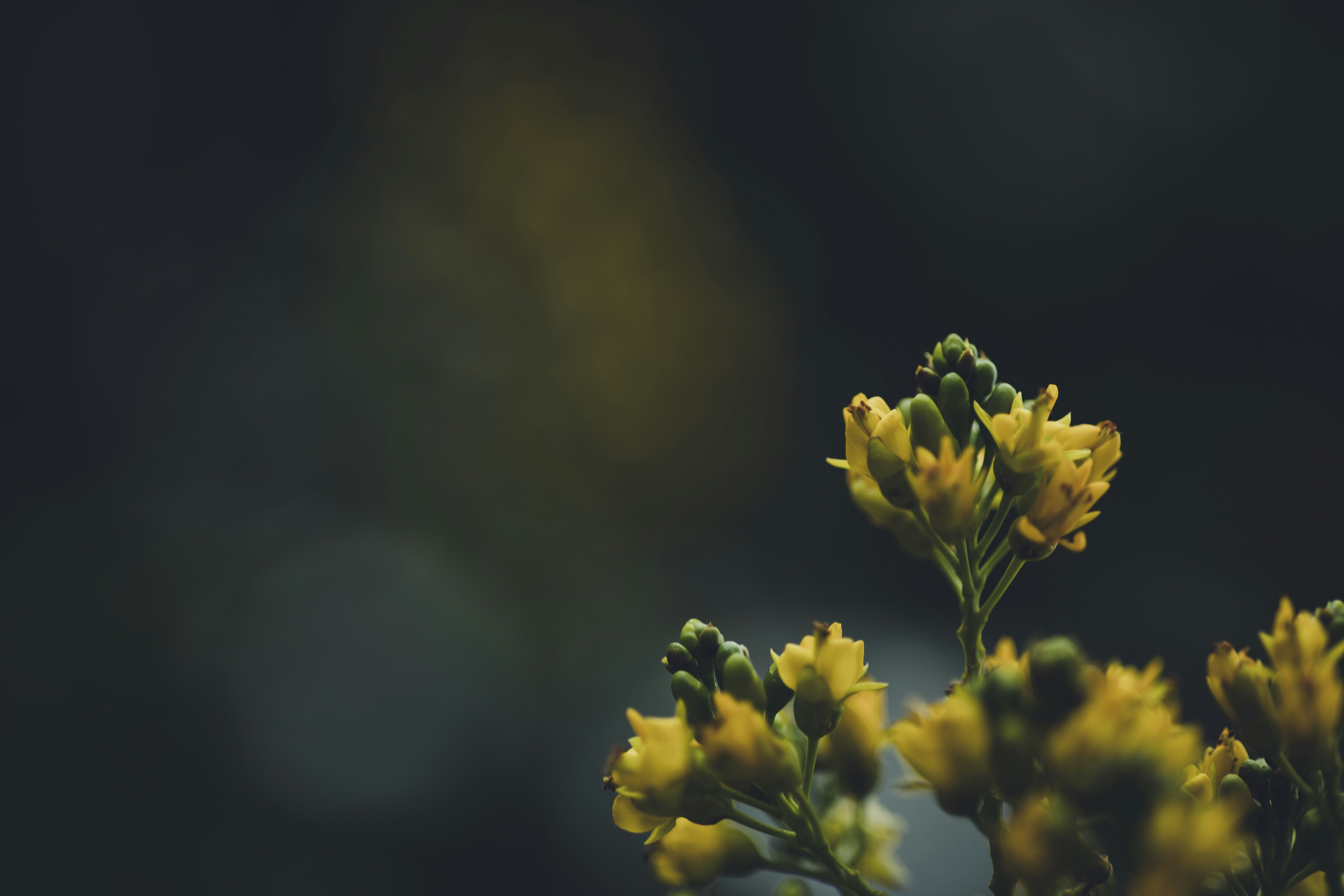 Photo by rrodriguesim