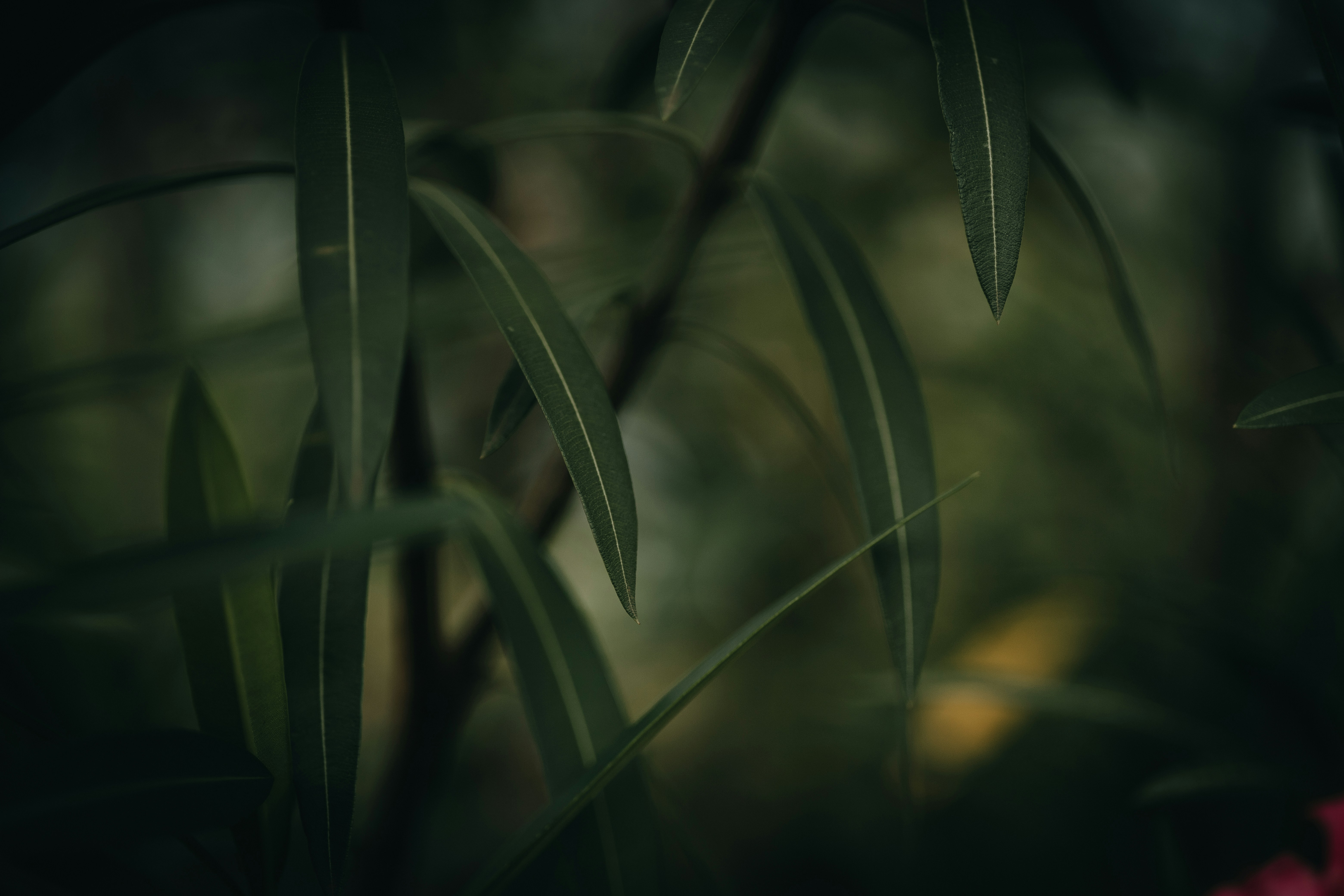 Photo by rrodriguesim