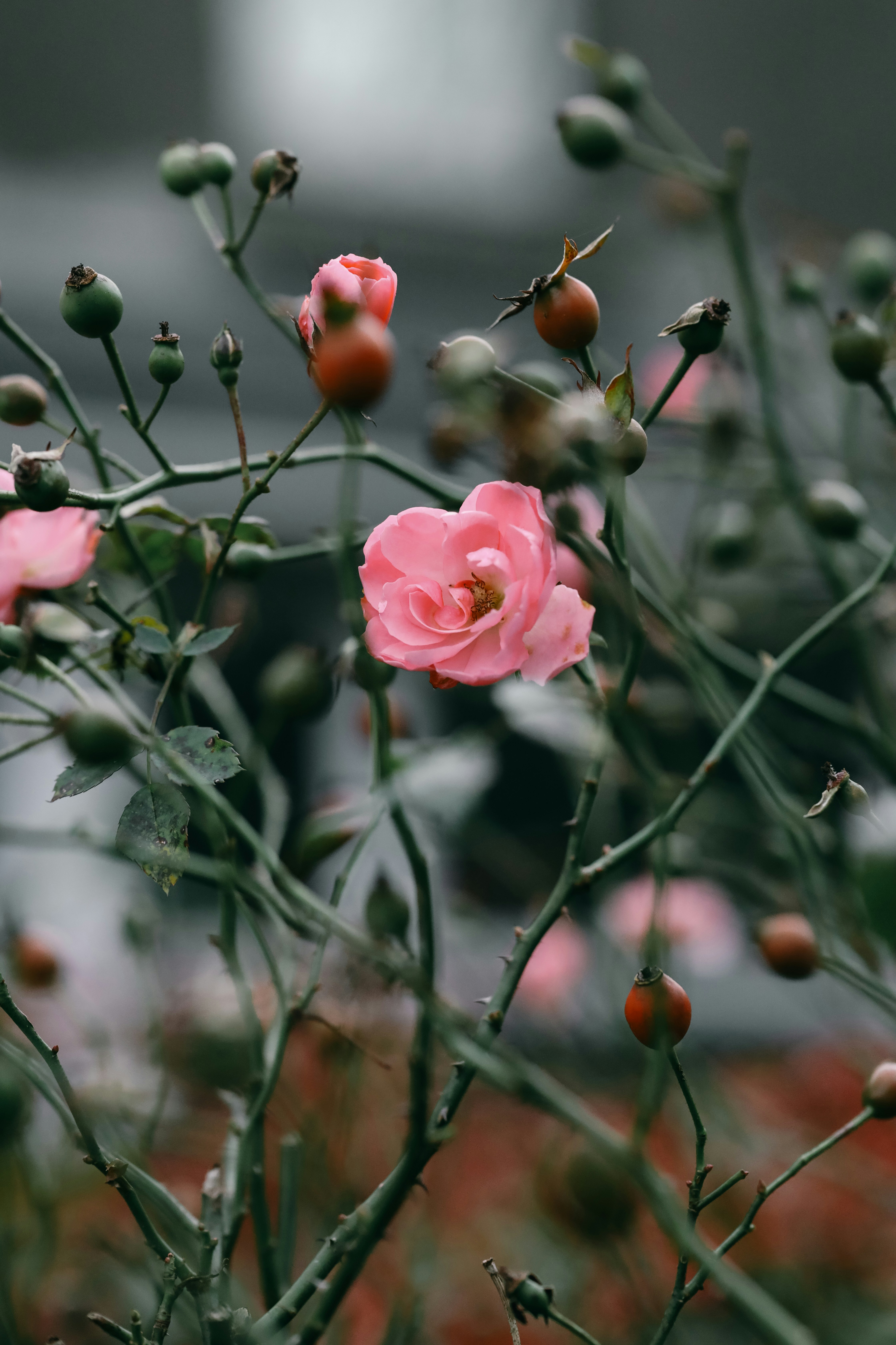 Photo by himo_beast1996