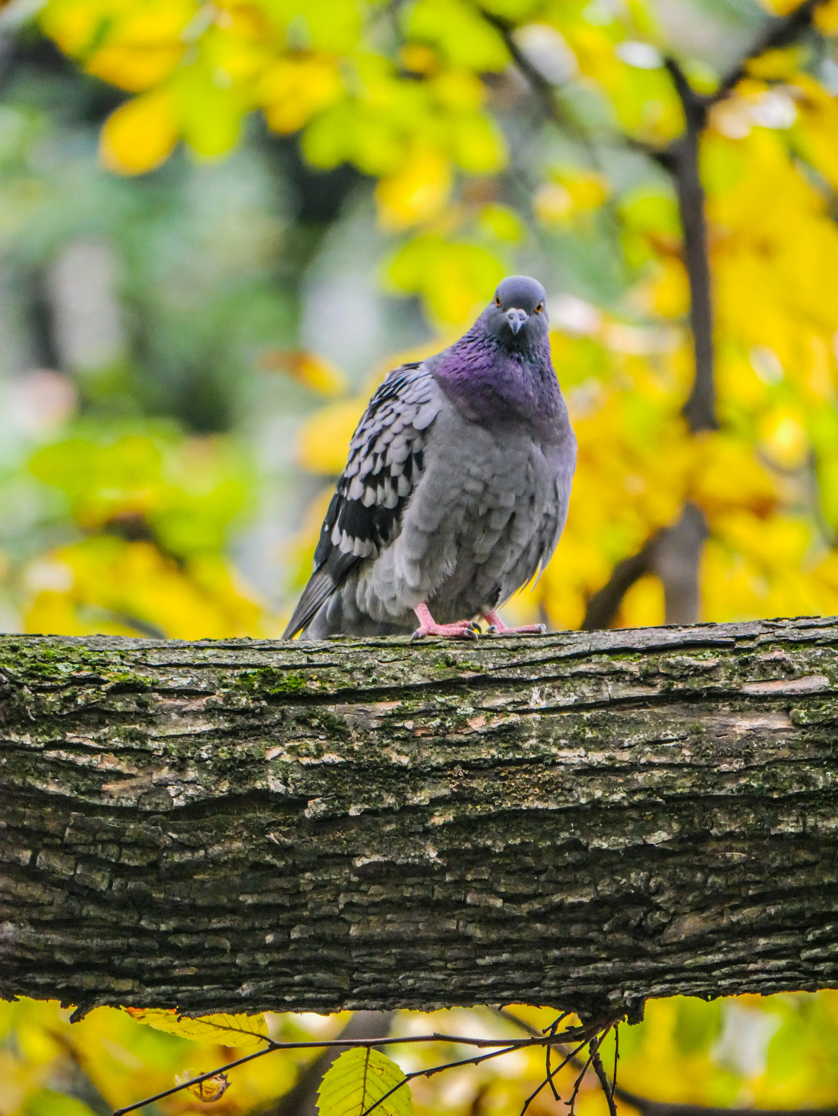 Photo by mirsuhailnyc