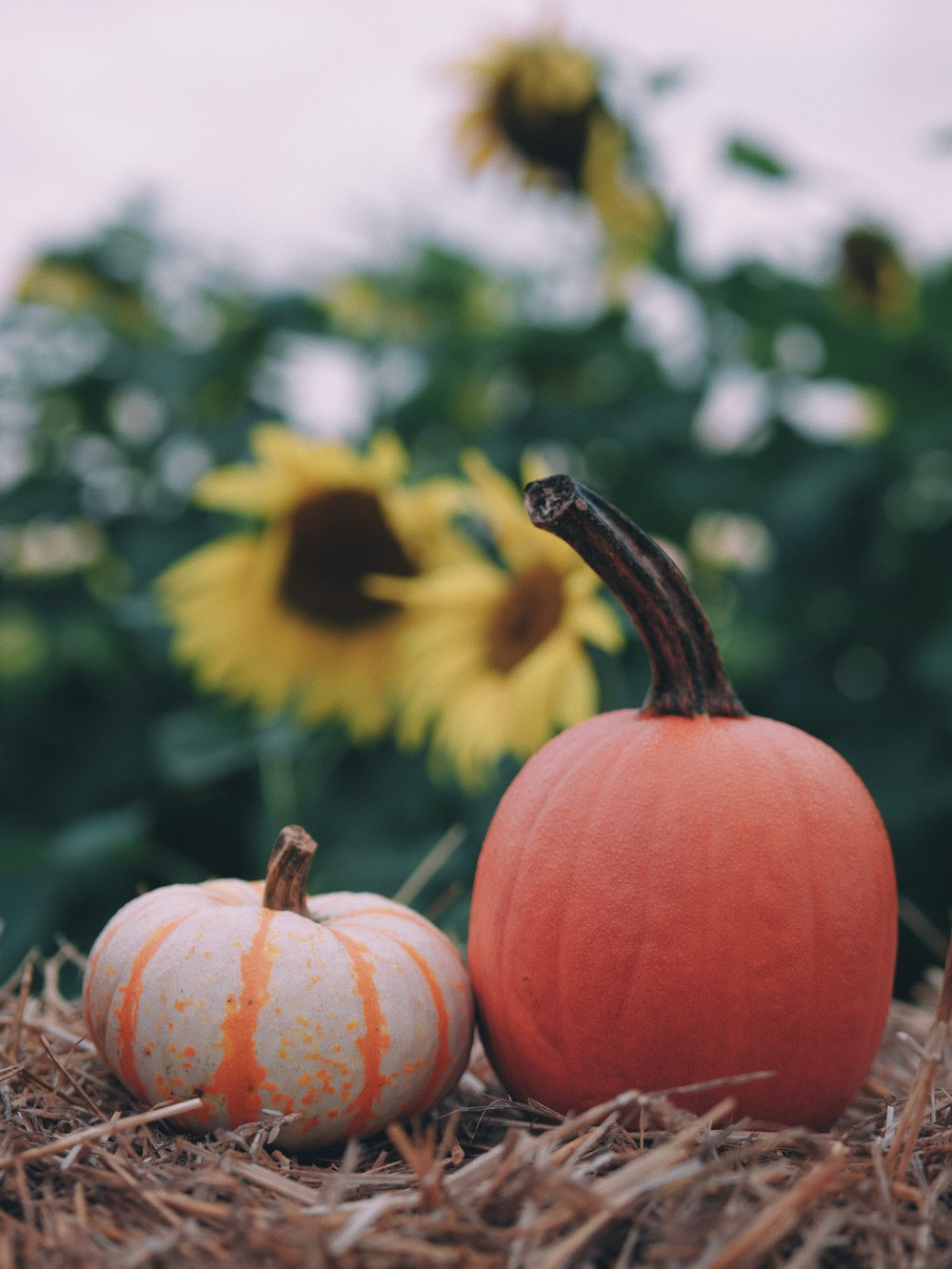 a couple of pumpkins sitting on top of a pile of hay