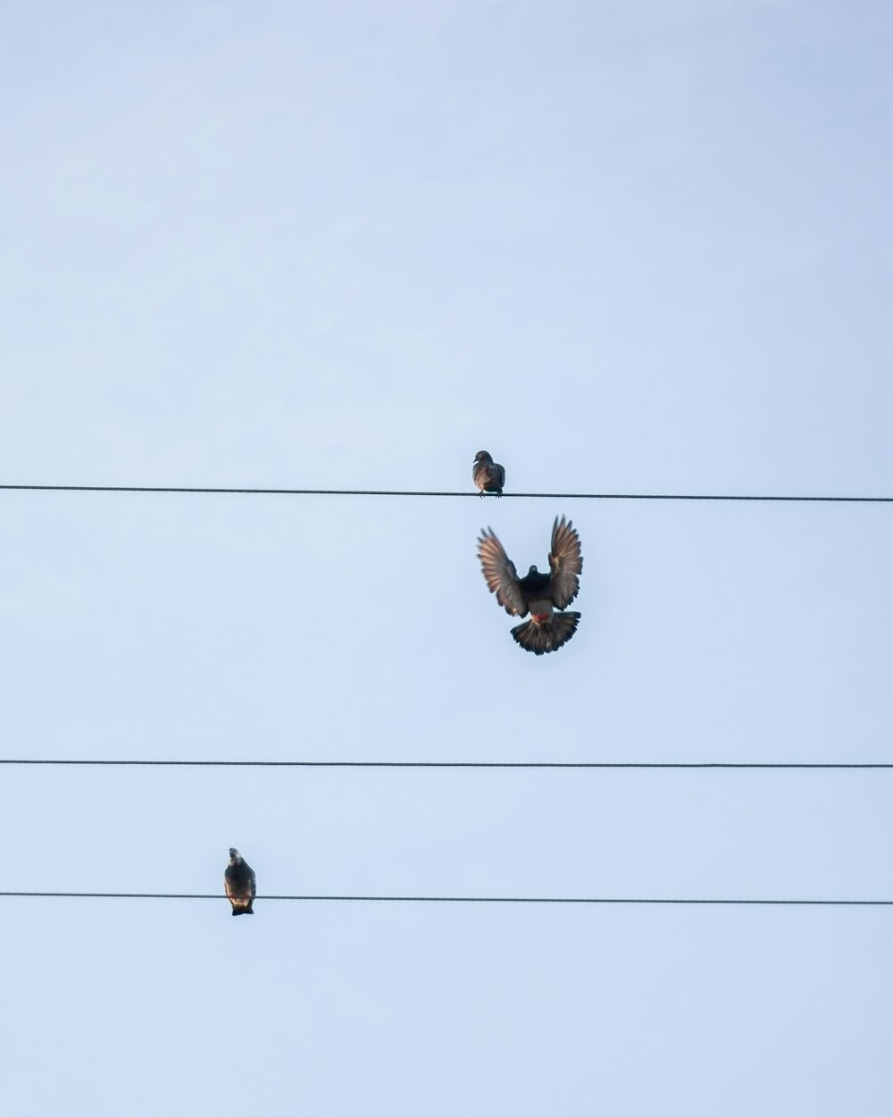 Un grupo de pájaros sentados en la parte superior de las líneas eléctricas