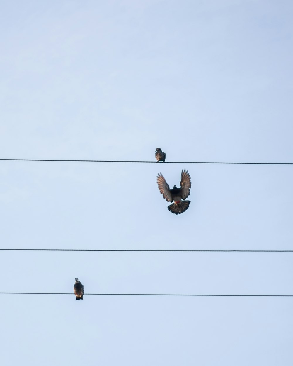 送電線の上に座る鳥の群れ