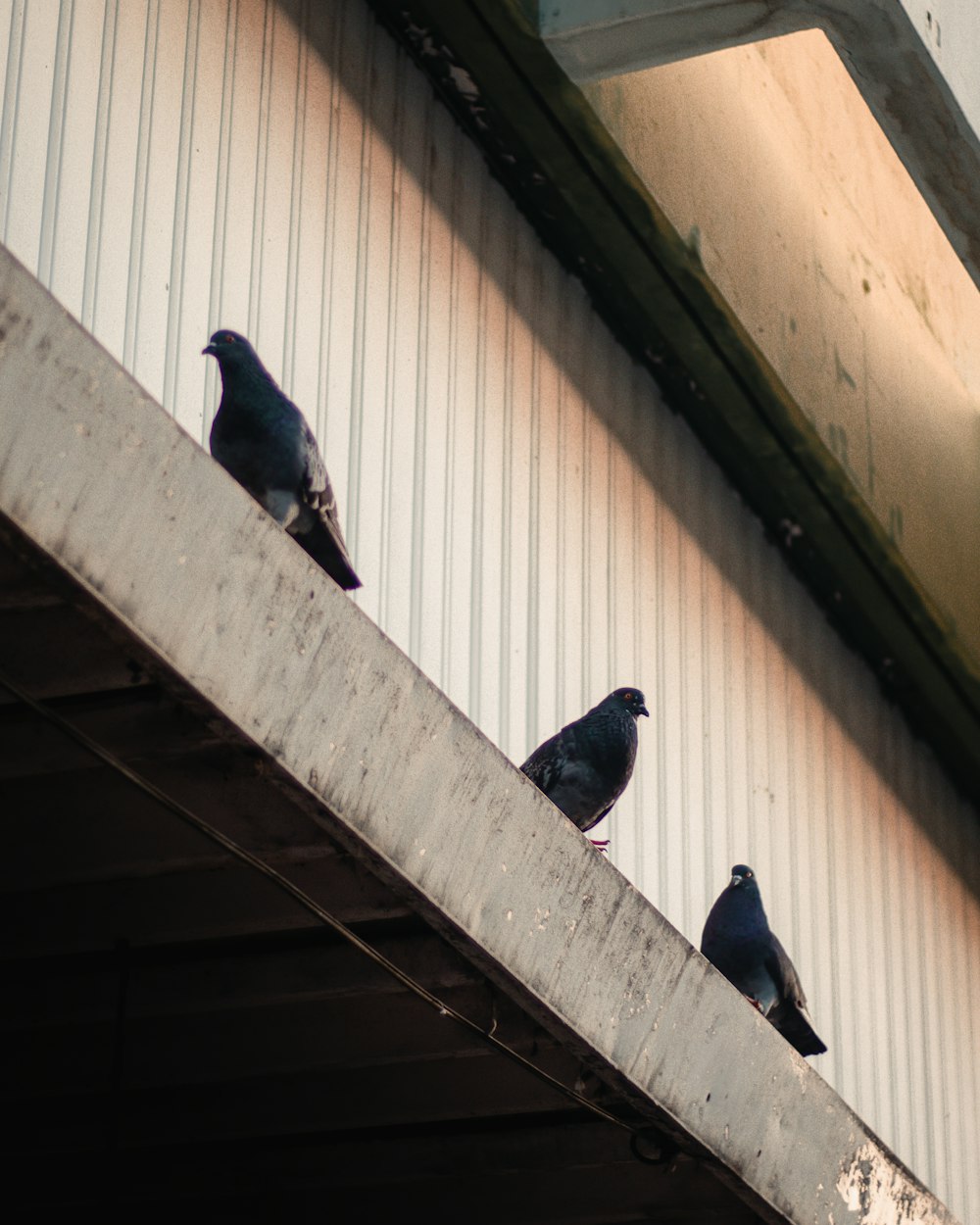 a group of pigeons sitting on a ledge