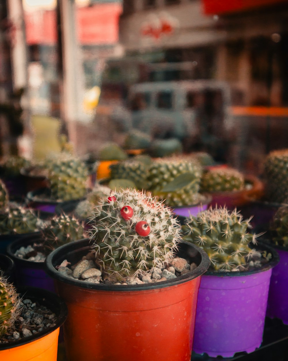 a bunch of potted plants sitting on a table