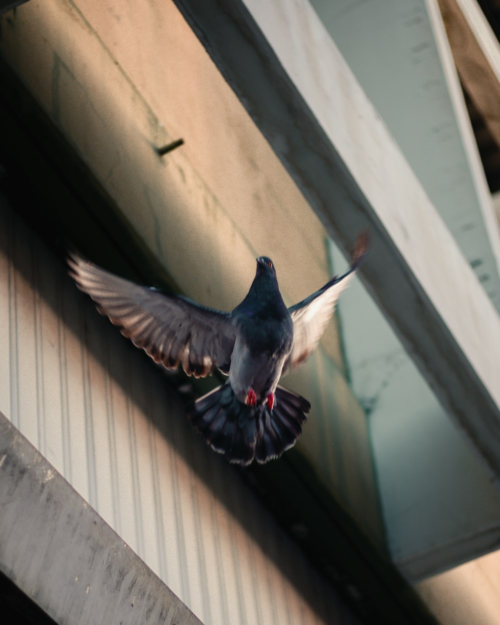 a pigeon flying in the air near a building