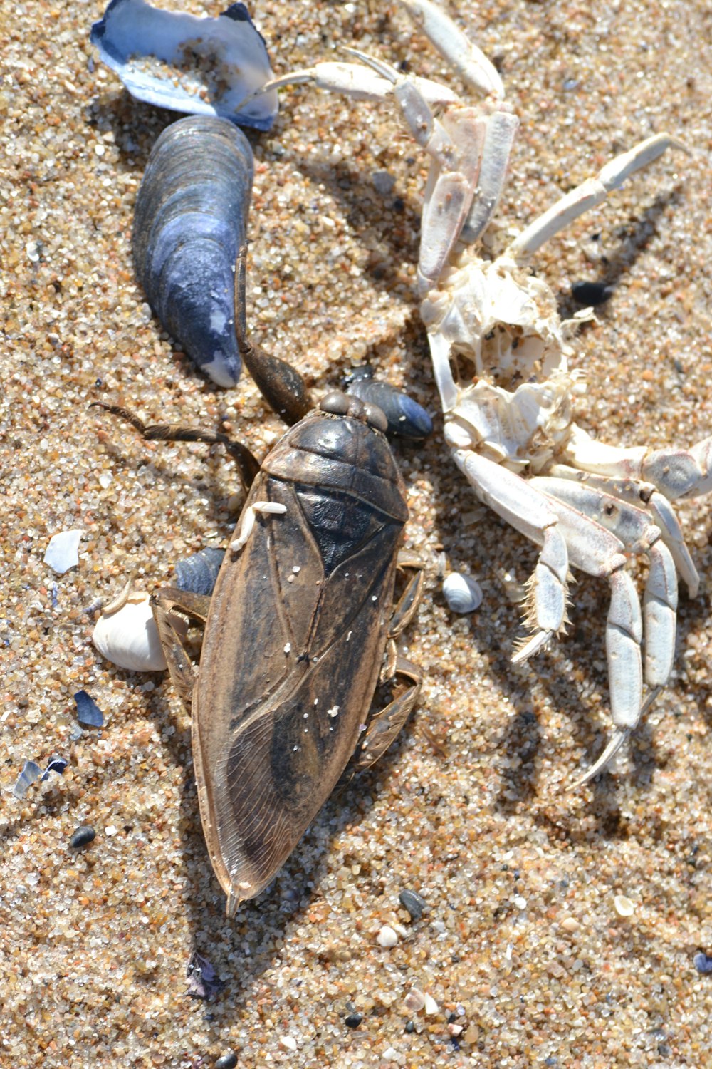 a group of dead bugs on a sandy beach