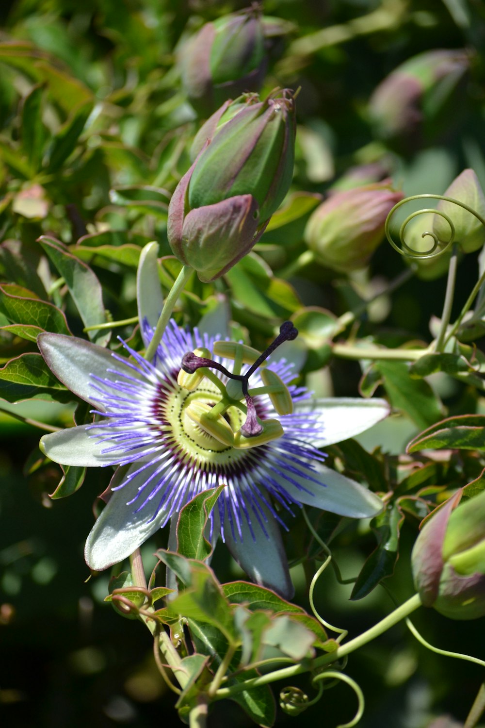 a purple flower with a green center surrounded by leaves