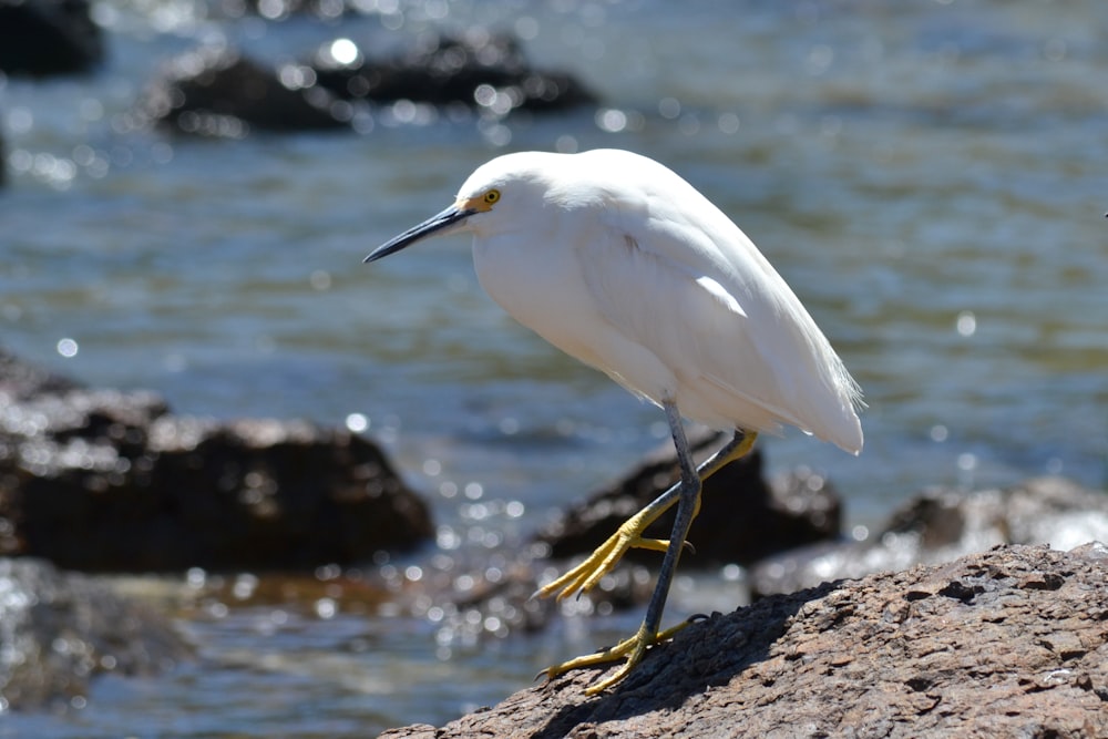 a white bird is standing on a rock by the water
