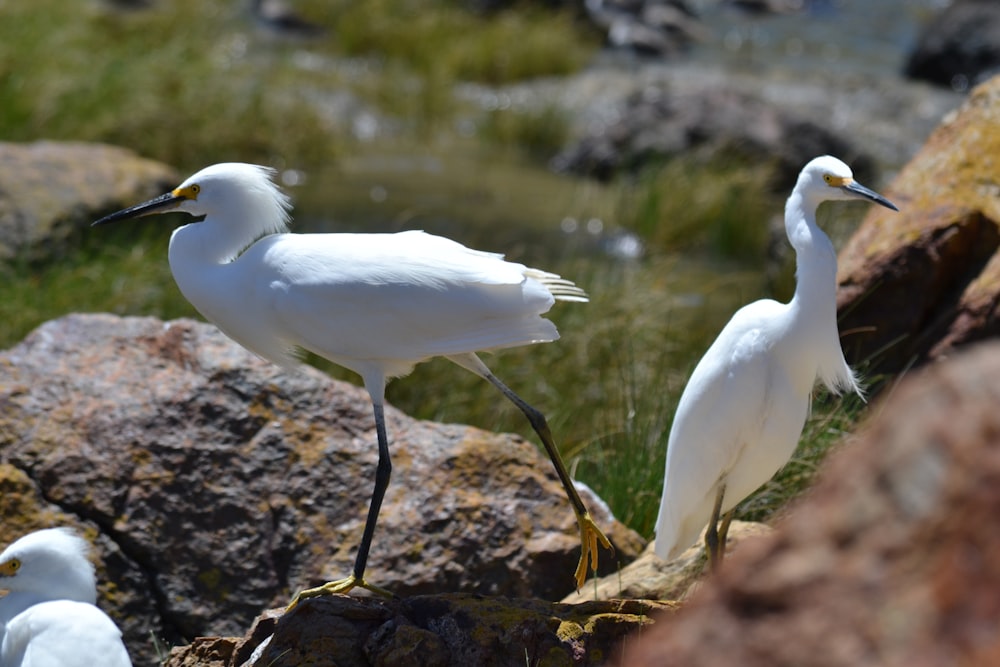 a group of white birds standing on top of a rock