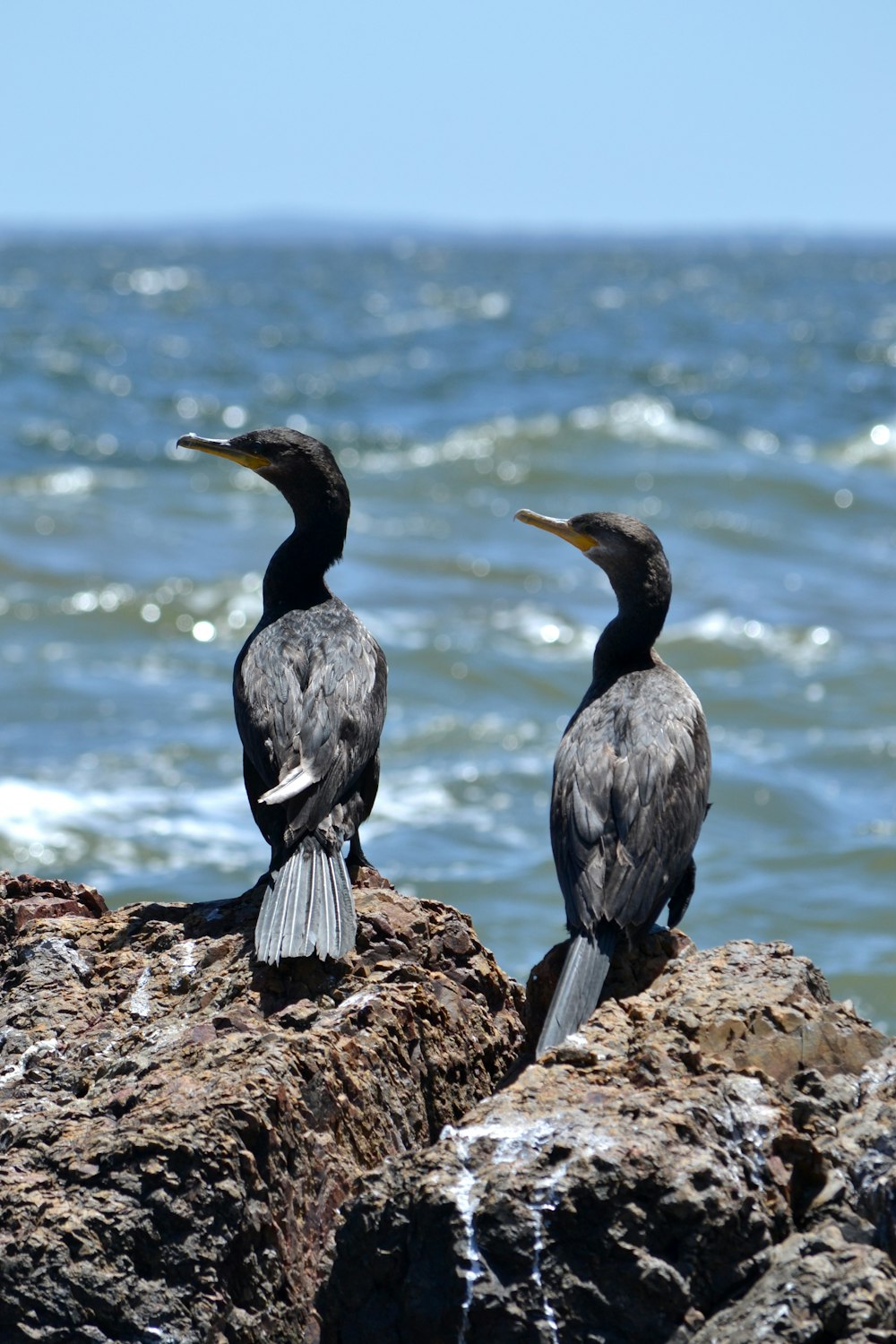two birds sitting on a rock near the ocean