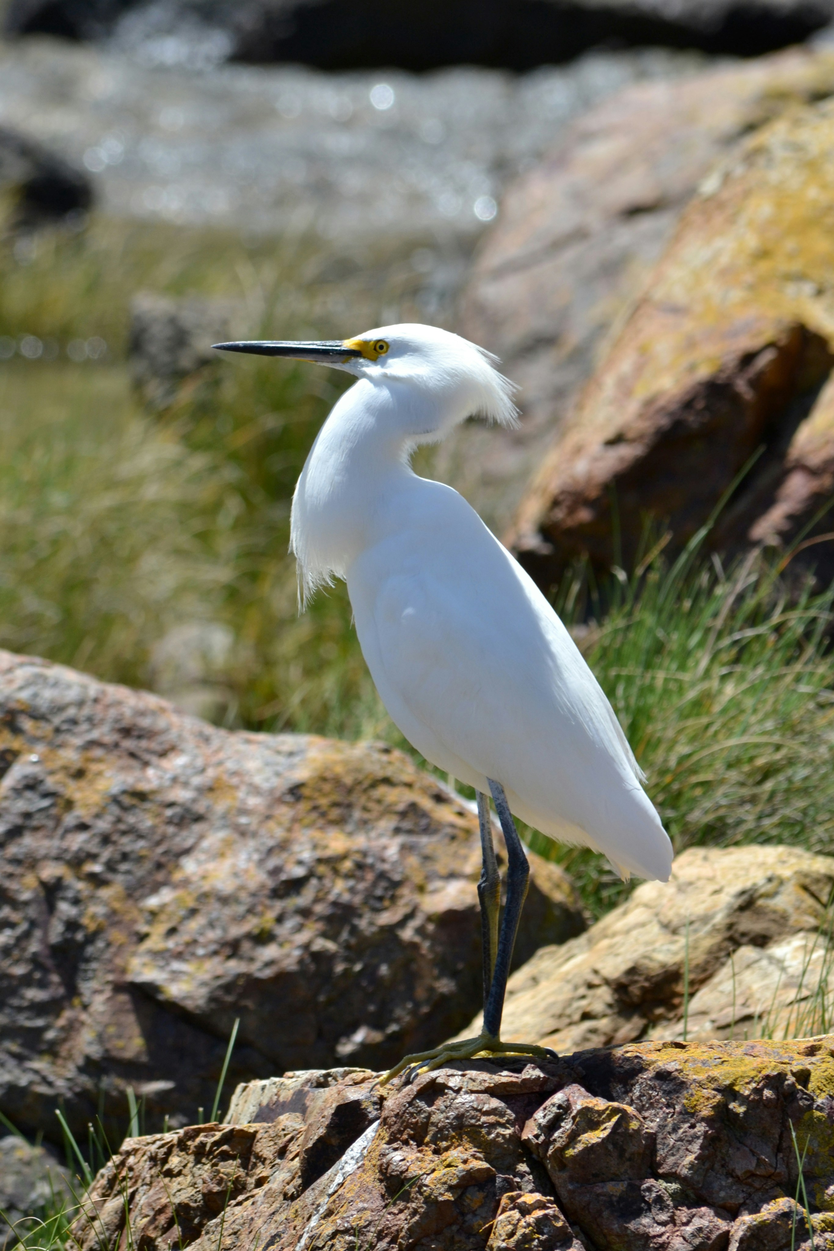 a white bird is standing on some rocks