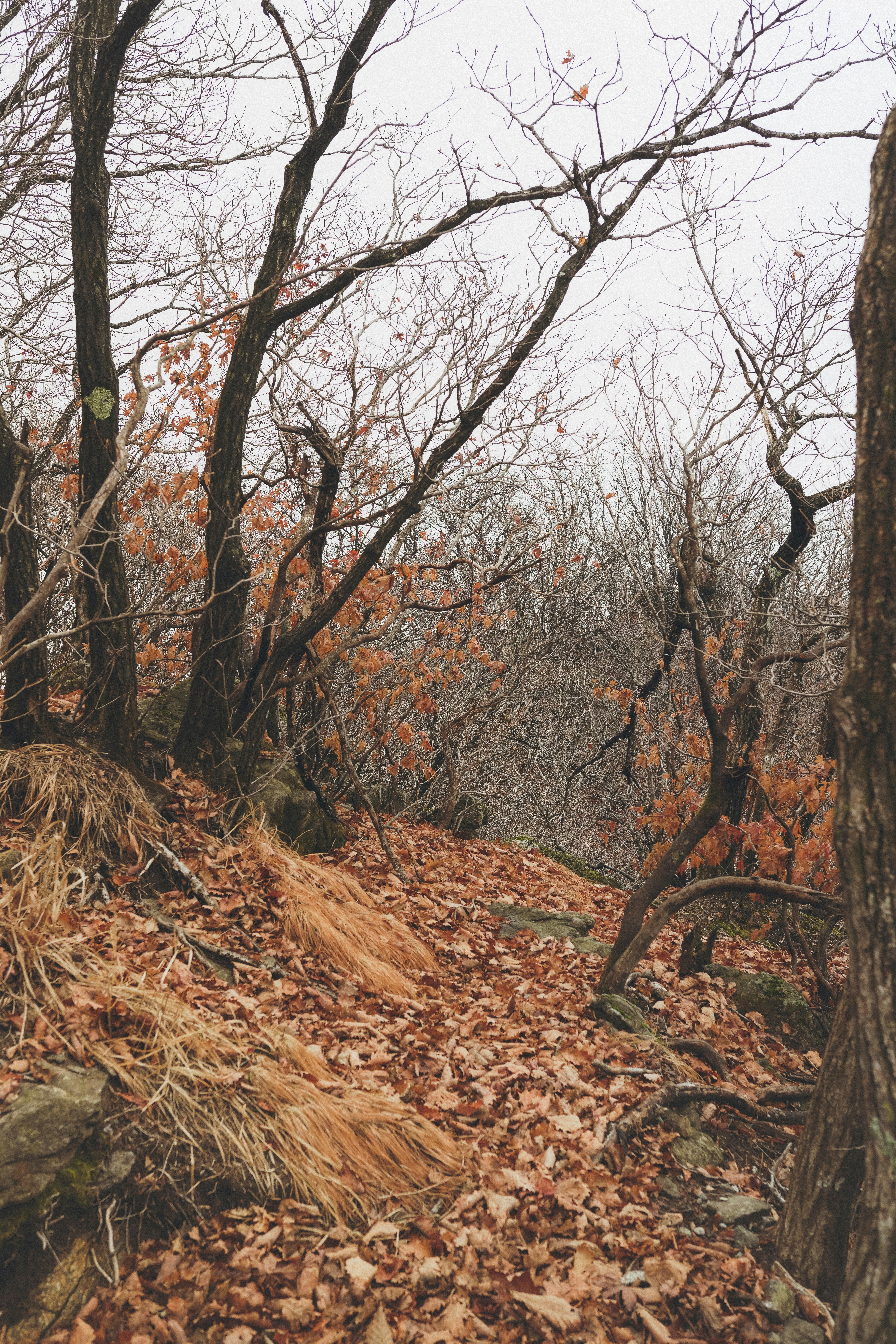 a forest filled with lots of leaf covered trees