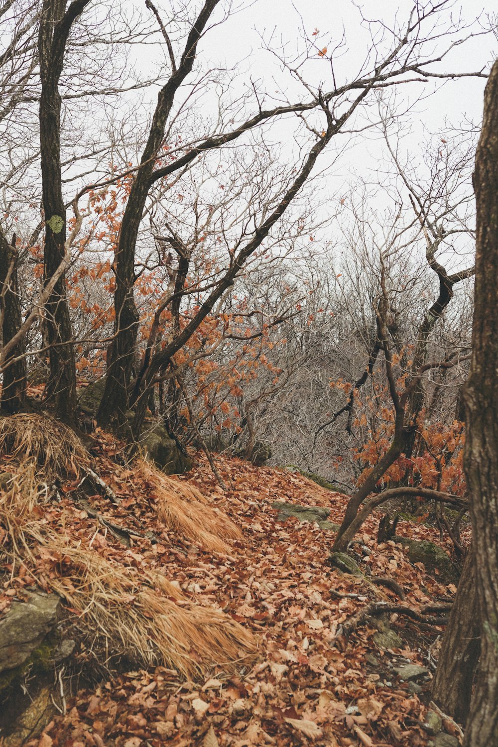 a forest filled with lots of leaf covered trees