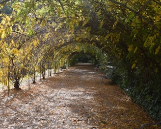 a pathway is lined with trees and leaves
