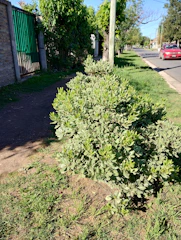 Neatly trimmed green hedge lining a suburban driveway on a sunny day.