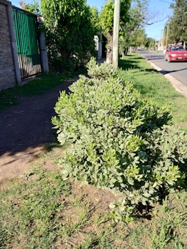 A neatly trimmed green hedge runs alongside a sidewalk, with a nearby road on the right. The sidewalk is bordered by tall trees and a fence with a green gate on the left. A red car is parked on the road, and the sky is clear, suggesting a sunny day.