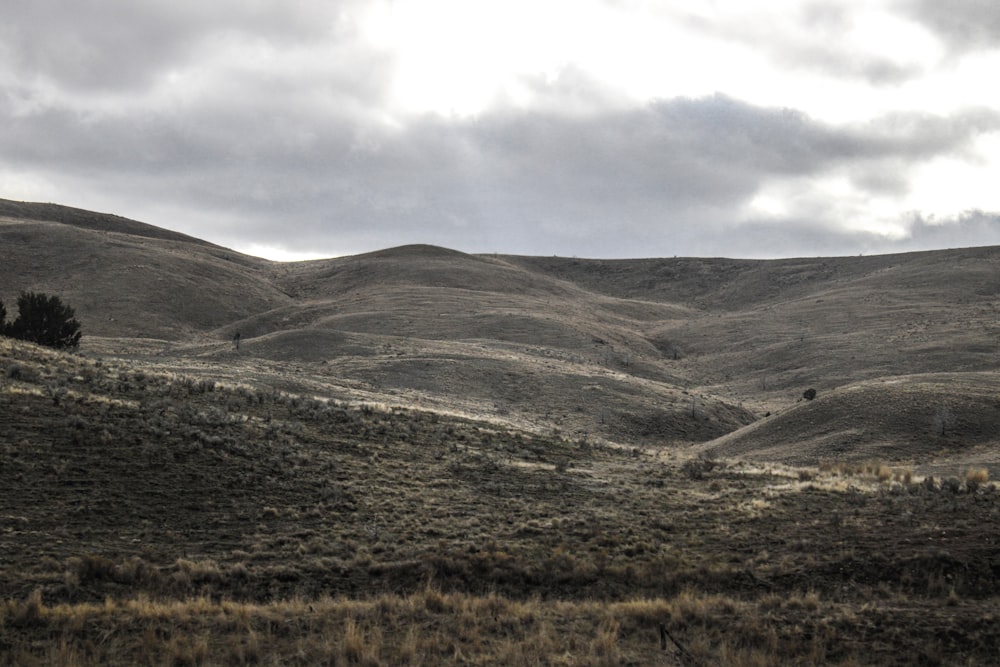 a hill with a tree in the middle of it