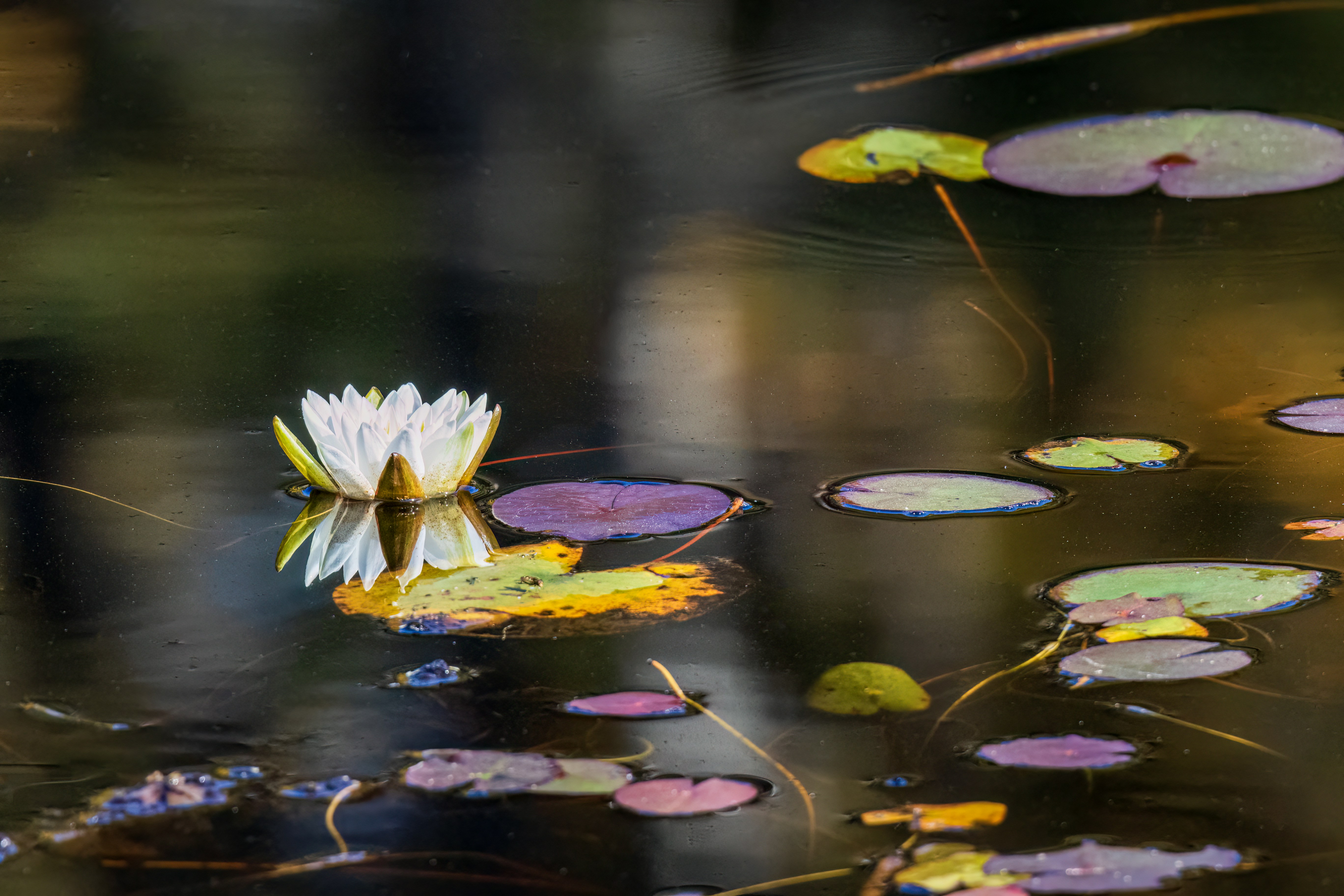 Photo by camerauthor