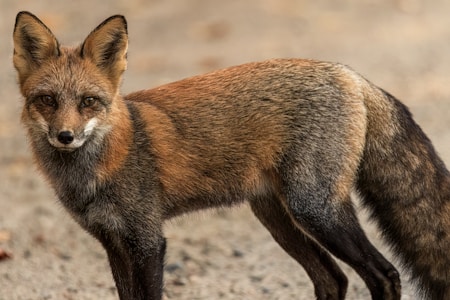 A fox with a full bushy tail stands on a sandy or gravelly surface, looking intently towards the viewer. Its fur is a mix of reddish-brown and gray, with distinct black markings on the legs and ears. The fox's eyes are sharp and focused, conveying a sense of alertness.