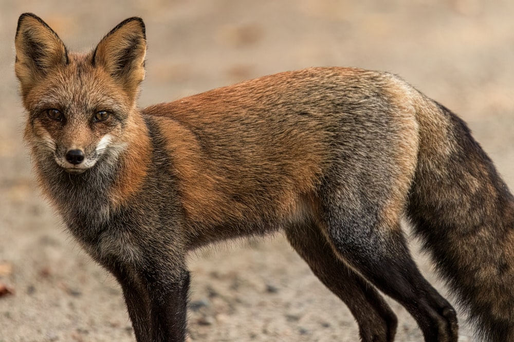 a close up of a small animal on a dirt ground