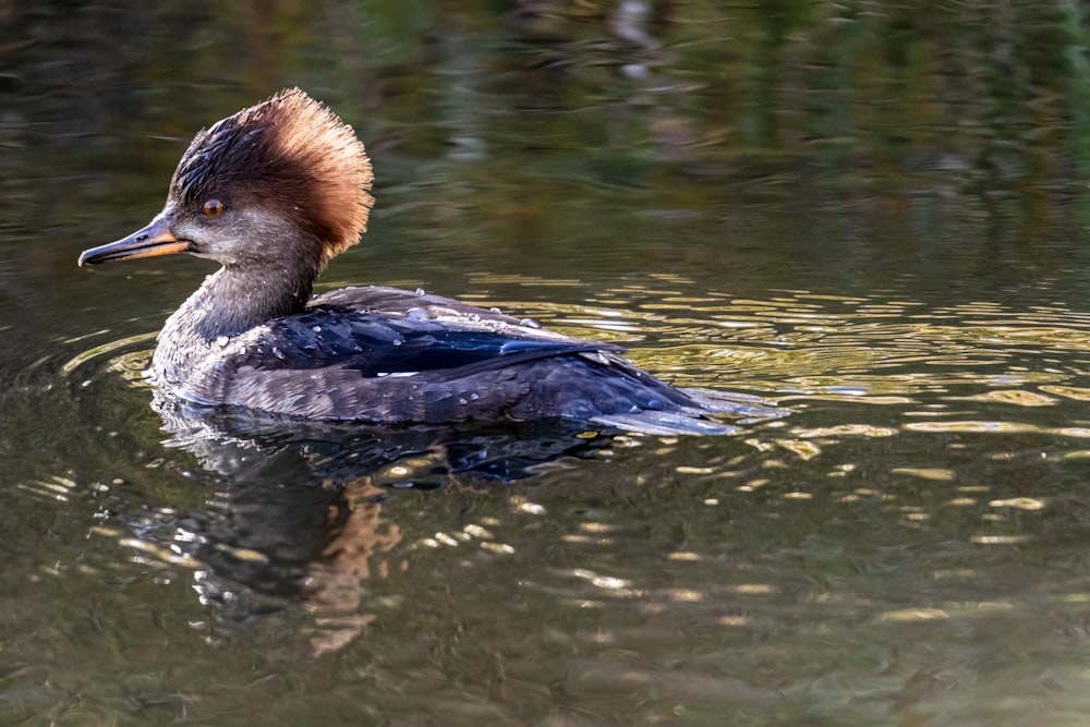 a duck floating on top of a body of water