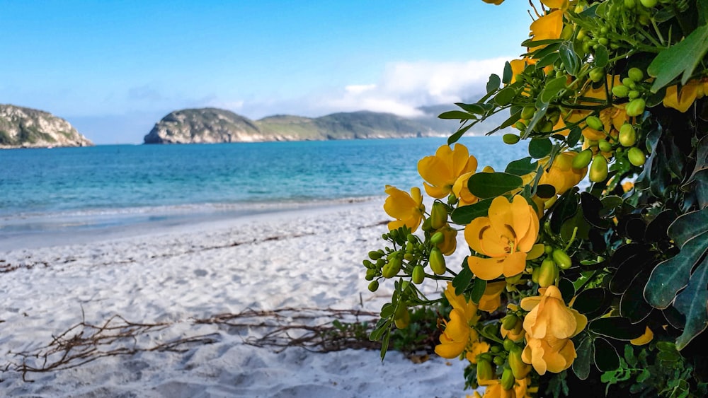 a beach with a bunch of yellow flowers on it