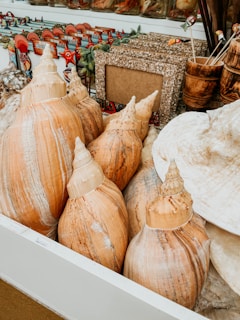 Large conch shells are neatly arranged in a display surrounded by various souvenirs, including picture frames and decorative wooden cups with skewers. The background shows colorful items with tropical designs.