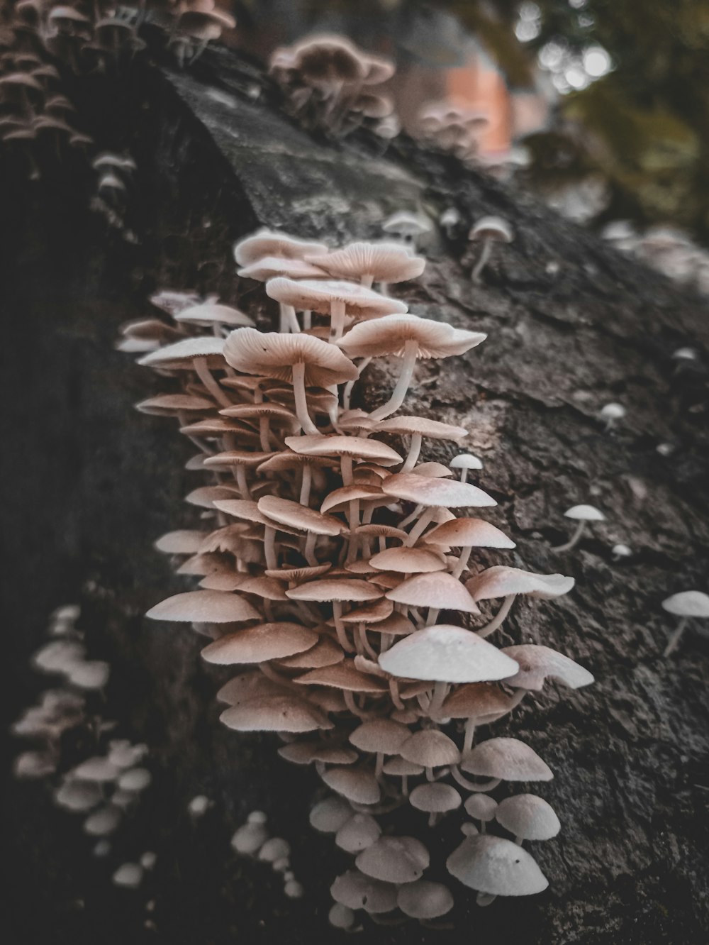 a cluster of mushrooms growing on a tree