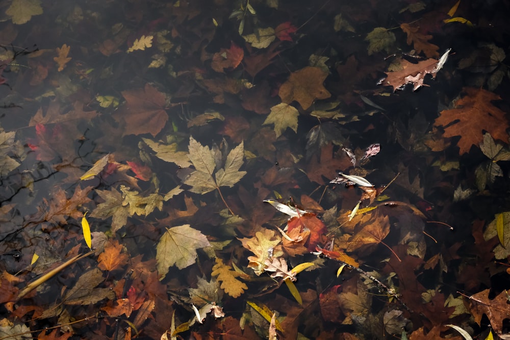 a group of leaves floating on top of a body of water