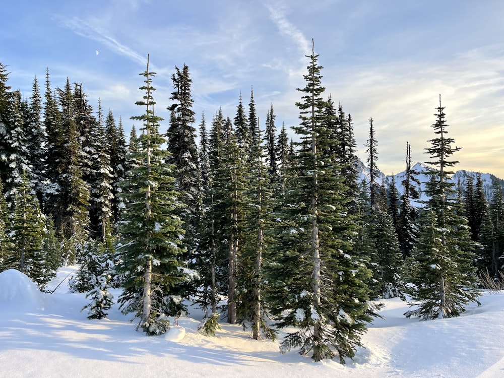 a group of pine trees covered in snow