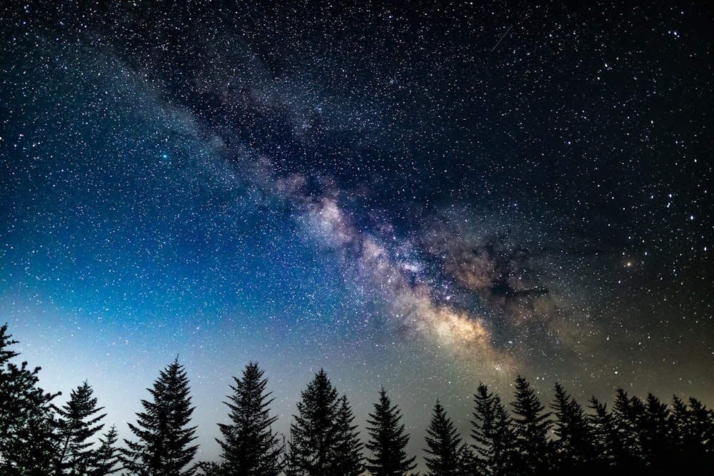 Un cielo nocturno lleno de estrellas y árboles