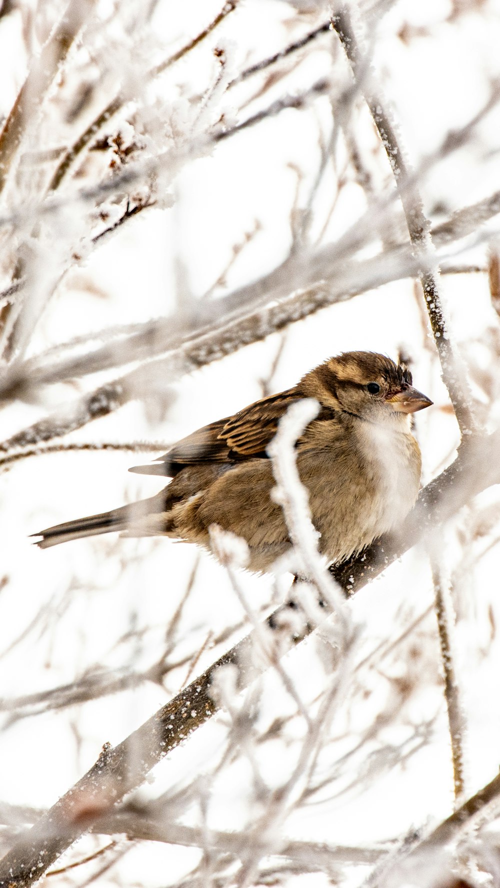 a small bird perched on top of a tree branch