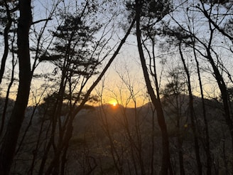 The image captures a serene forest with tall, bare trees silhouetted against the backdrop of a setting sun. The sky is painted in warm hues as the sun dips low on the horizon, casting a golden glow through the tree branches.