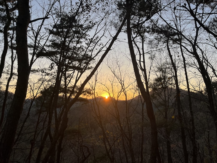 The image captures a serene forest with tall, bare trees silhouetted against the backdrop of a setting sun. The sky is painted in warm hues as the sun dips low on the horizon, casting a golden glow through the tree branches.