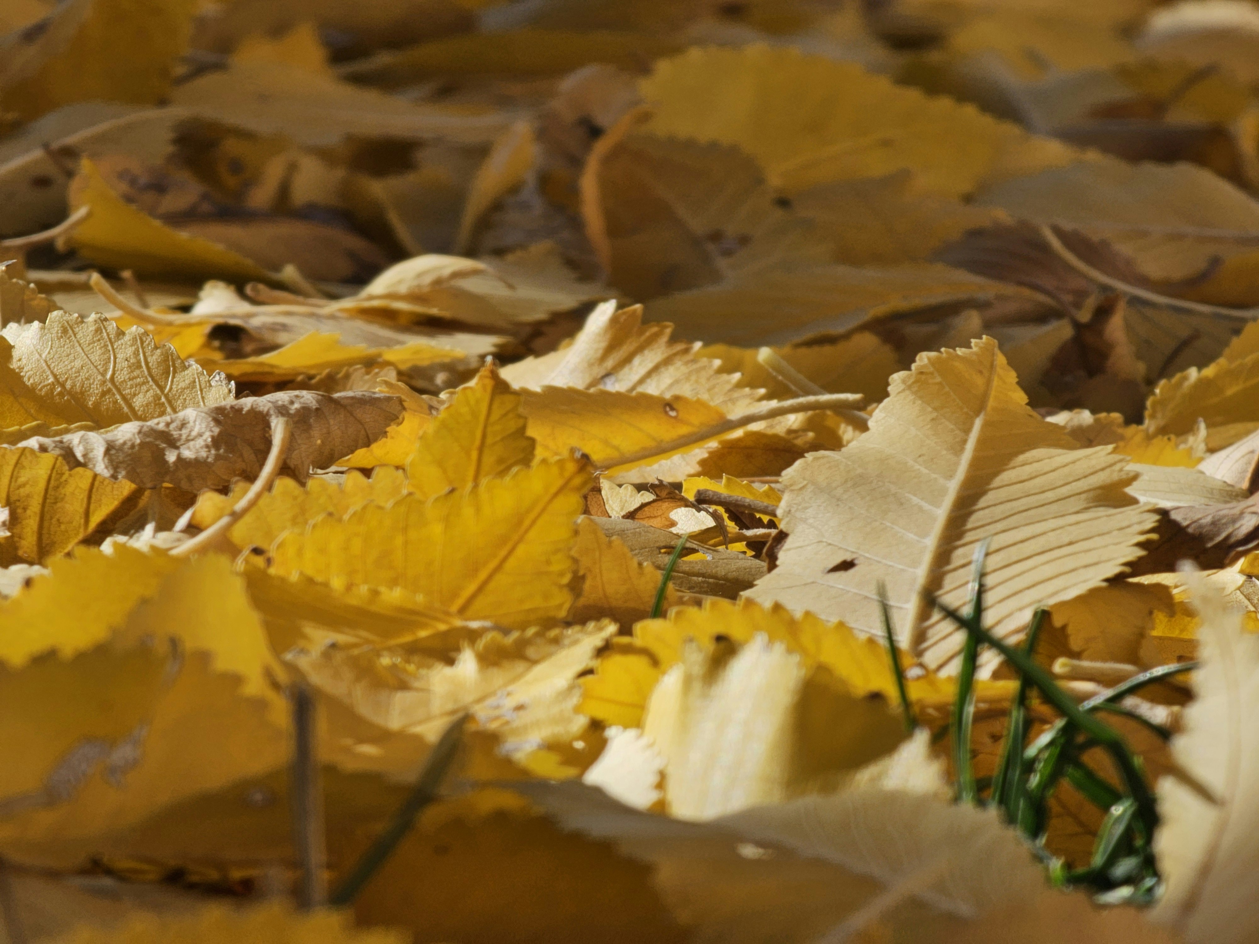 Photo by kaedenohosi