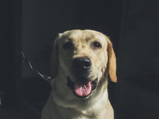 A cheerful English Labrador retriever sitting beside a stack of colorful coloring books.