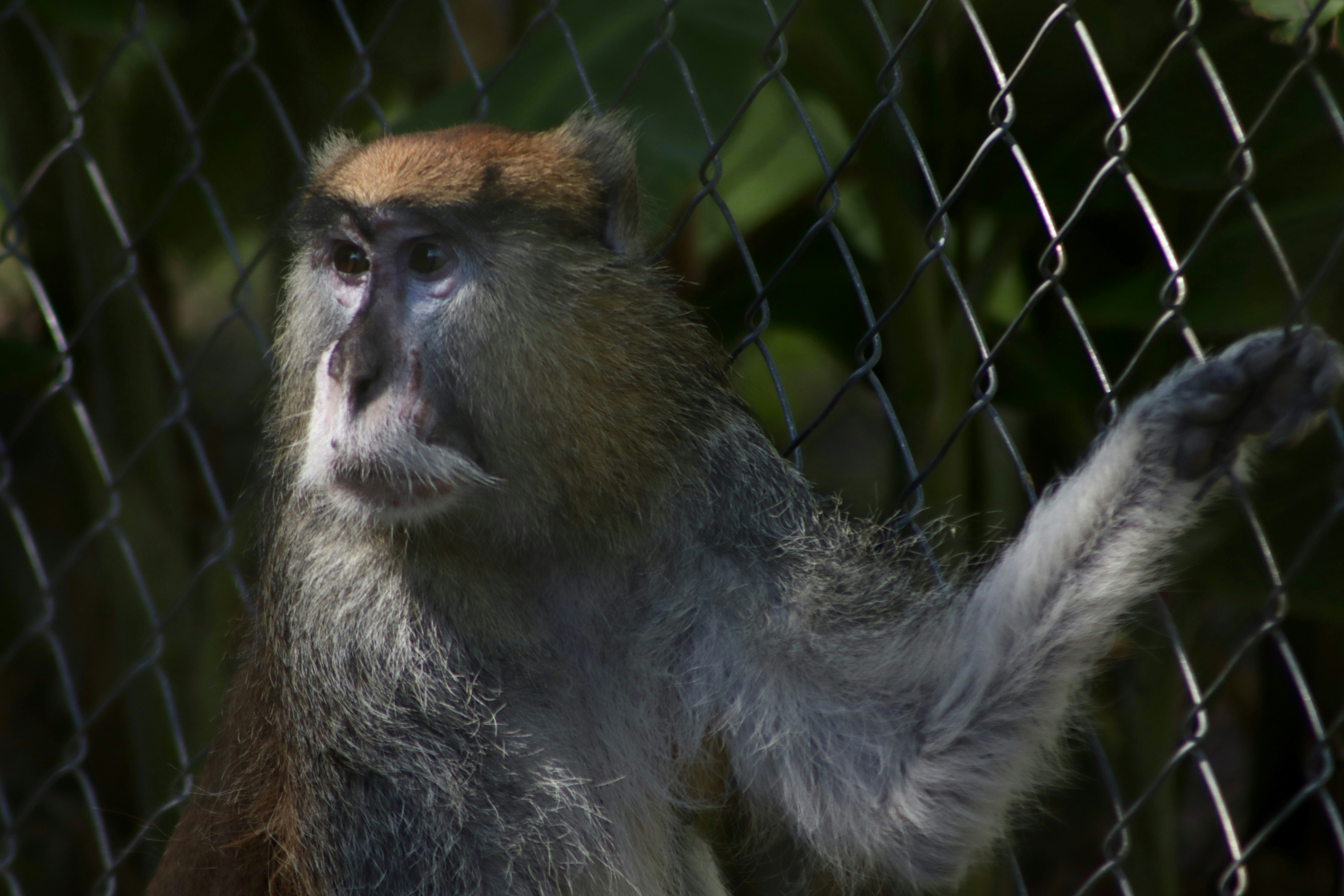 a close up of a monkey behind a fence