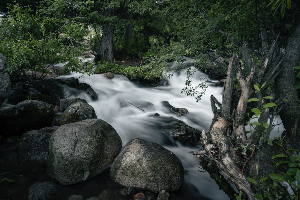 Un fiume che attraversa una lussureggiante foresta verde