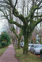 Sidewalk area cleared of moss and dirt, making the walkway safe and inviting again.