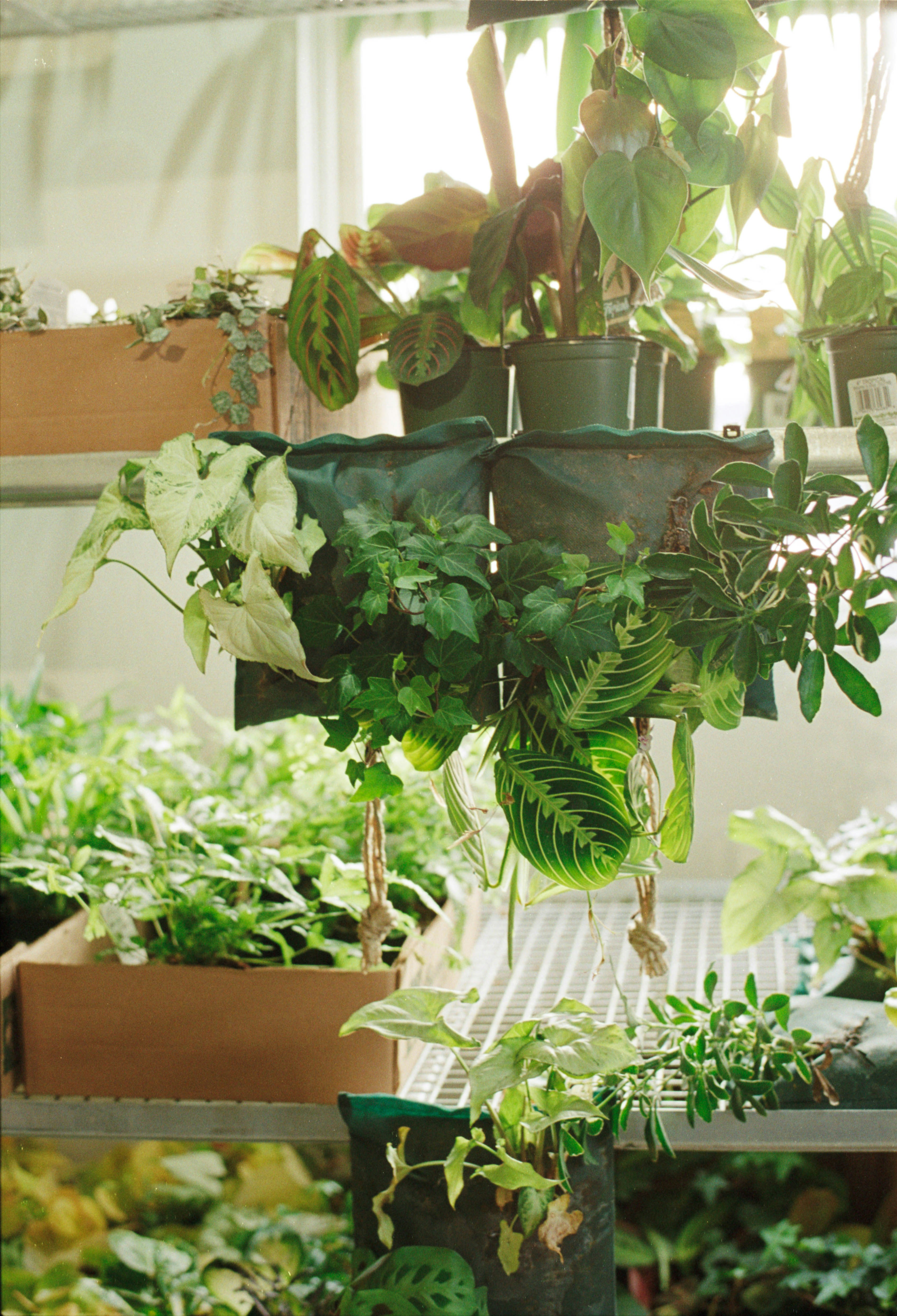 Curated Plant Displays for You