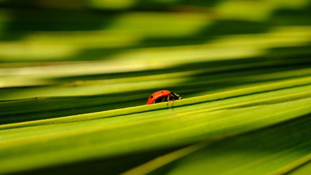 a lady bug sitting on top of a green leaf