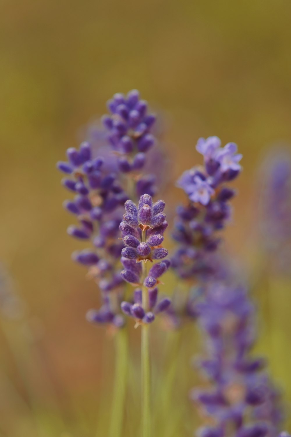 a bunch of lavender flowers in a field