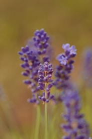 Several lavender flowers with small, delicate purple blooms are in focus against a blurred background. The stems are green and slender, holding clusters of fragrant blossoms typically associated with calming aromas.