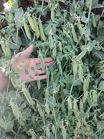 Mario Morales gently holding a cluster of Pisum sativum pods during field study.
